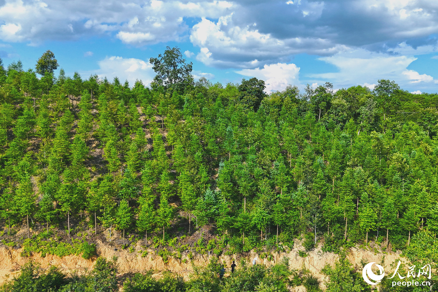 “一林三吃”的經(jīng)營(yíng)模式豐富了林下經(jīng)濟(jì)的多樣性。人民網(wǎng) 李昌乾攝 “一林三吃”的經(jīng)營(yíng)模式豐富了林下經(jīng)濟(jì)的多樣性。人民網(wǎng) 李昌乾攝