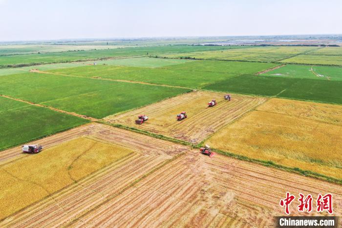 圖為在南昌縣大田農(nóng)社，收割機(jī)正在收割早稻?！⒘?攝