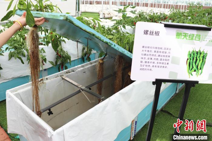 圖為在南昌市紅谷灘區(qū)元宇宙·VR數(shù)字農(nóng)業(yè)示范基地氣霧培養(yǎng)車間里，螺絲椒長勢良好?！⌒苠\陽 攝