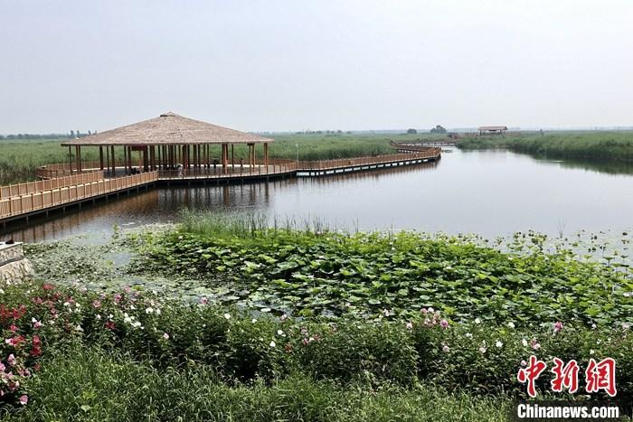 從完成頂層設計到如火如荼大規(guī)模建設，六年來，雄安新區(qū)如春天的竹子一般拔節(jié)生長，這座承載千年大計的“未來之城”已雄姿初顯。從“一張白紙”開始著墨，如今的雄安新區(qū)已是濃墨重彩的“山水畫”。<a target='_blank' href='/'>中新社</a>記者近日走訪了雄安新區(qū)多地，從“藍綠金”三色感受這座“未來之城”的巨大變化。圖為7月20日，河北白洋淀上荷花滿淀、蘆花搖曳。 <a target='_blank' href='/'>中新社</a>記者 易海菲 攝